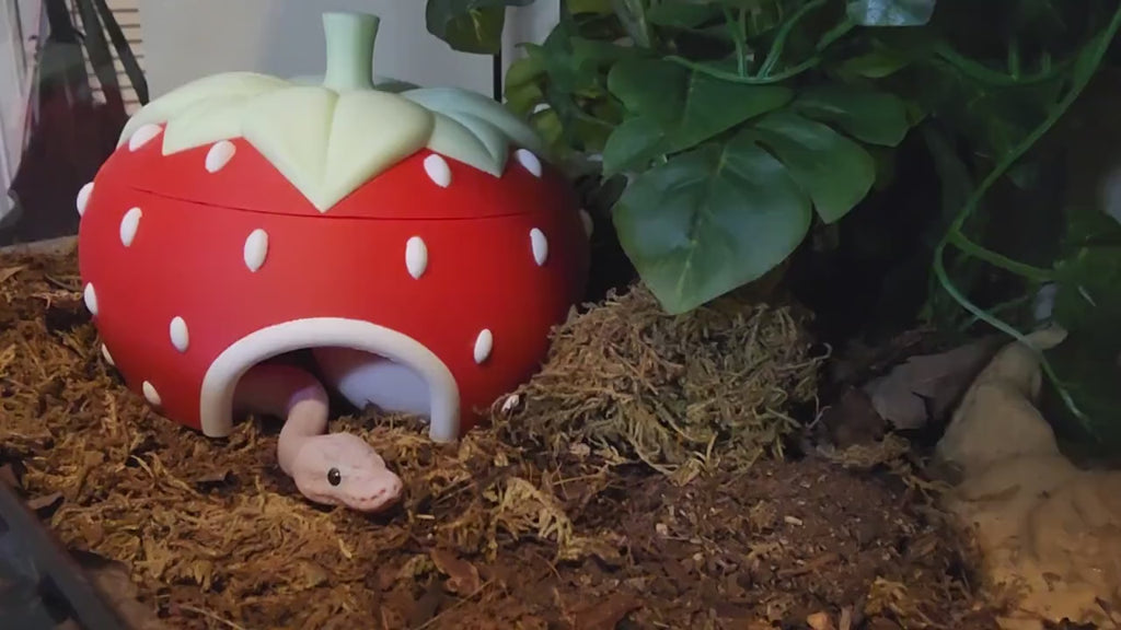 Strawberry hide